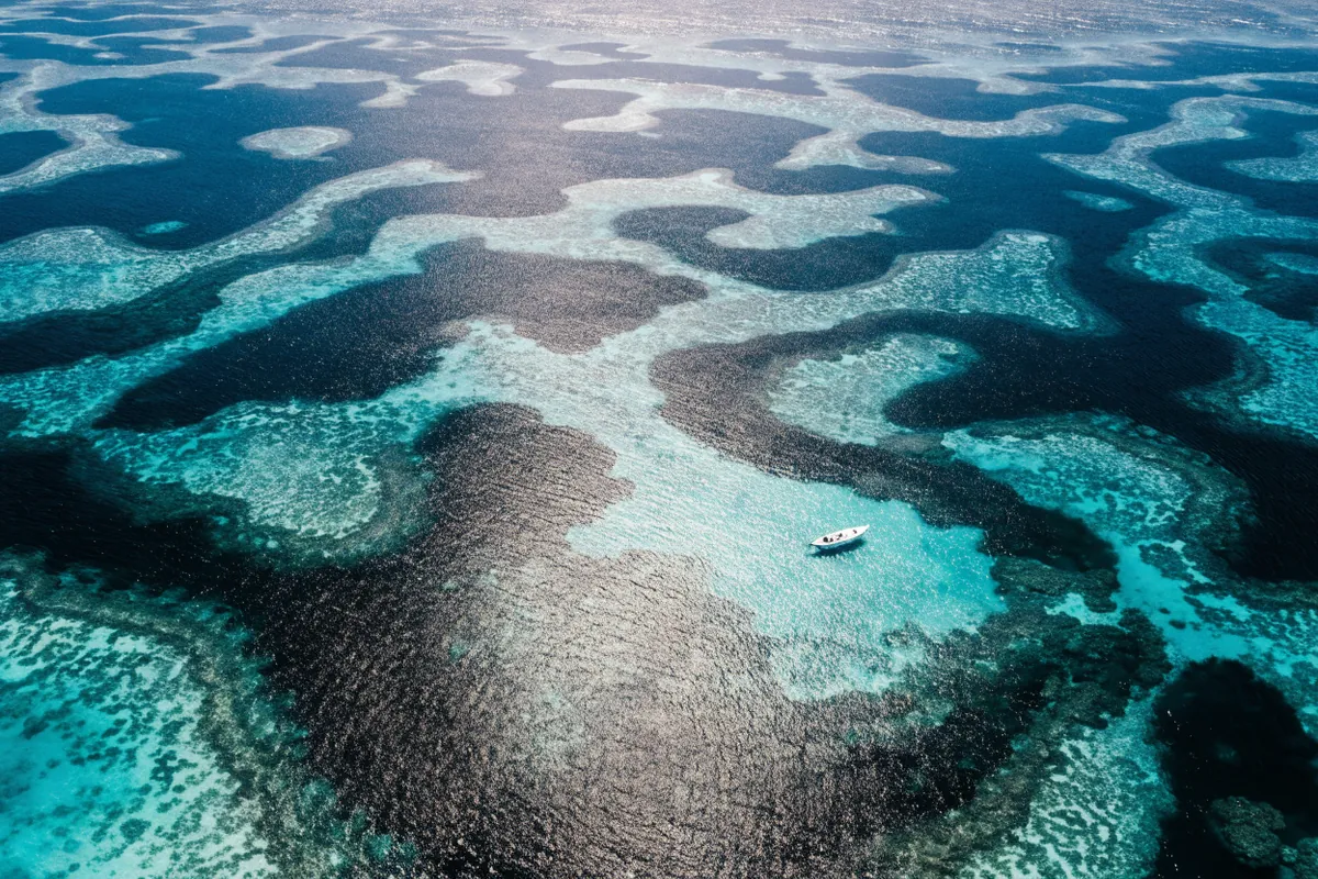 AI-generated illustration: Great Barrier Reef-inspired reef